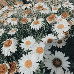 Meet your Posher, Mattea